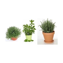 Bitkim Sende Saksılı Kekik Nane Biberiye Üçlü Set 10-20 Cm Özel Seri Kaliteli Canlı