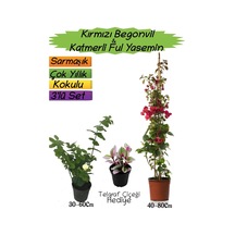 Kırmızı Renk Begonvil+katmer Ful Yasemin+telgraf Çiçeği 3'lü Peyzaj Seti