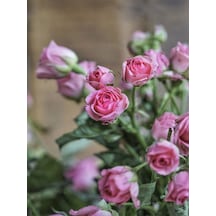 Videolu Pembe Yediveren Mis Kokulu 2 Adet Gül Fidanı Saksılı 50-70 Cm Pink Rose Sapling