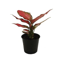 Aglaonema Red 12 Cm Saksıda