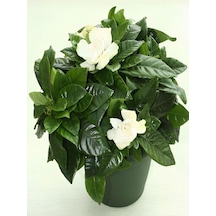 Videolu Kokulu Ofis Bitkisi Hediyelik 1 Adet Gardenya Çiçeği Saksılı 30-50cm Gardenia Flower