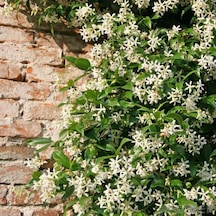 Tüplü Herdem Yeşil Yoğun Kokulu Arap Yasemini Fidanı 20-50 Cm
