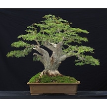Bodur Bonsai Meşe Ağacı Tohumu Yetiştirme Kiti