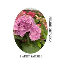 Pembe Renk Ortanca Çiçeği 1 Adet Saksılı/tüplü 20-30cm Çiçekli Bitki