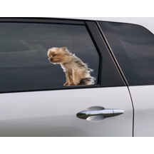 Terrier Rüzgara Karşı Komik Köpek Sticker 1 Adet 20cm