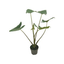 Alocasia Zebrina Fil Kulağı Ø17 Cm Y50-60 Cm
