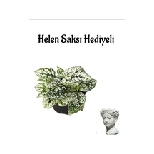 Zarif Yapraklı Beyaz Renk Hostes Çiçeği Sevgililer Gününe Özel Helen Saksı Hediyeli