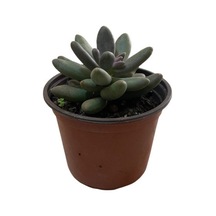 Pachyphytum Fitkai (Sukulent) Ø12 CM Y15-20 CM