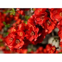 Kırmızı Bahar Dalı Çiçeği Fidanı 40-60 Cm Saksılı Çiçekli Bodur Bitkiler Red Spring Branch