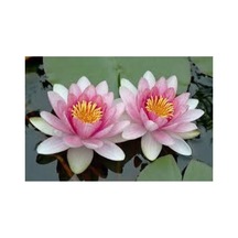 3 Adet Tohum Nadir Pembe Lotus Su Çiçeği Tohumu Hediye Tohumlu