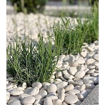 Beyaz Dolomit Doğal Dekoratif Taş 4-6 Cm 5 Genel