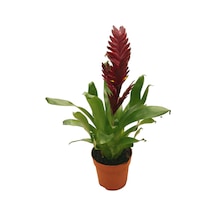 Vriesea Intenso 'Burgundy' (Alev Kılıcı Çiçeği) Ø12 CM Y30-35 CM