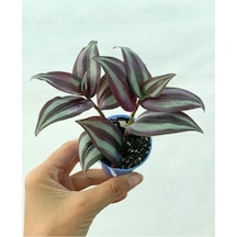 Bordo Telgraf Çiçeği 8.5 Cm Saksıda 10-20 Cm