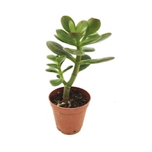 Crassula Feng Shui Para Ağacı Fidanı 10-20 Cm