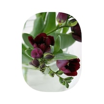 10 Adet Bordo Frezya Çiçeği Soğanı Katmerli Kokulu