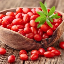 Tüplü Nq7 Kırmızı Goji Berry Fidanı Meyve Verme Durumunda Saksıda