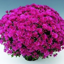 Özel Çeşit Branroyal Pink Pembe Kasımpatı Çiçeği Fidesi 1 Fide