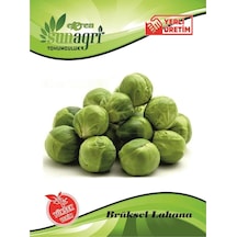 Sunagri Bürüksel Lahana Sebze Tohumu