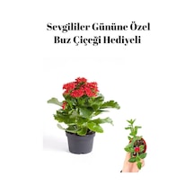 Kadınlar Gününe Özel Kırmızı Renk Kalanşo Çiçeği Buz Çiçeği