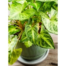 Dolgun Formlu Dekoratif Melek Kanadı Çiçeği 20-40cm 1 Adet Saksılı Syngonium