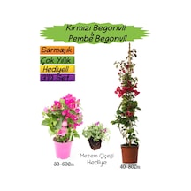 Kırmızı Renk Begonvil+pembe Begonvil+mezem Çiçeği Hediyeli 3'lü Peyzaj Seti