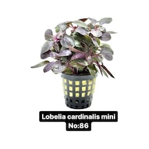 Lobelia Cardinalis Mini No:86
