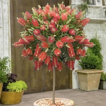 Fırça Çalısı Fidanı Callistemon Laevis 70-120 Cm