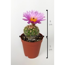 Natocactus Ubelmanianus Pembe Çiçek Açan Kaktüs Özel Tür Saksıda 5.5 CM