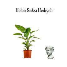 Bakımlı Starliçe Cennet Çiçeği Strelitzia Bitkisi Kadınlar Gününe Özel Helen Saksı Hediyeli