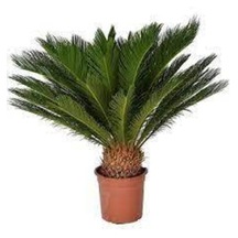 Sikas Palmiye Ağacı Tohumu 2 Adet