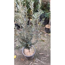 SAKSIDA YARI BODUR 7-10 KUTUR GEMLİK ZEYTİN FİDANI 4-5 YAŞ 50-70 CM BOY