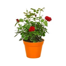 Videolu Gül Fidanı Kokulu Kırmızı Renkli 40 65 Cm Saksılı Aşılı Gül Red Rose