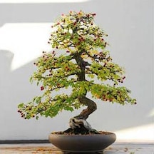 Bodur Bonsai Cennet Ağacı Tohumu Cennet Ağacı 5 Tohum+ Tohu