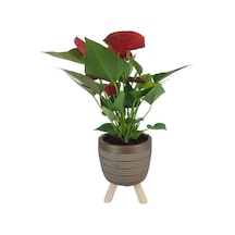 Mini Antoryum Gold Damla Saksıda Flamingo Çiçeği
