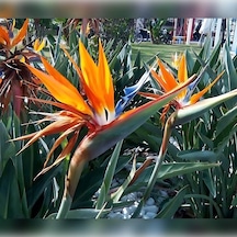 Starliçe Cennet Kuşu Strelitzia 100-120cm