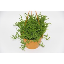 Crassula Muscosa Sukulent - Askılı Saksı 5 Adet