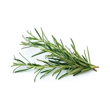 Taze Biberiye Rosemarine 25 G