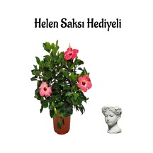 Kadınlar Gününe Özel Kırmızı Japon Gülü Hibiscus Rosa Helen Saksı Hediyeli