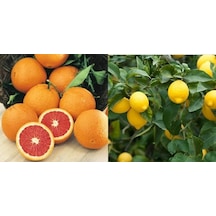 Tüplü Aşılı Cara Cara Portakal + Yediveren Limon Fidanı 2 Yaş 2L
