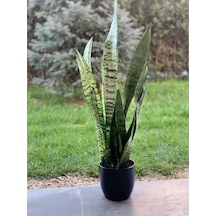 Kılıç Çiçeği Fidanı Yeşil Yaprak 10-20 Cm