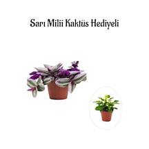 Pembe Renk Telgraf Nanouk Çiçeği Sevgliler Gününe Özel Sarı Milii Kaktüs Hediyeli