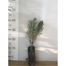 Tüplü Lavanta Fidanı 10-20 Cm