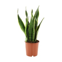 Ithal Paşa Kılıcı Sansevaria Peygamber Kılıç Çiçeği 40 Cm