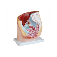 Kadın Pelvis Kesit Modeli
