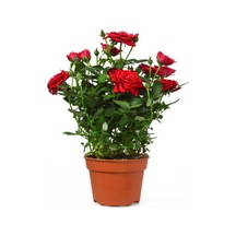 Isparta Meyland Yediveren Kırmızı Kokulu 15 25 Cm 1 Adet Aşılı Gül Red Rose