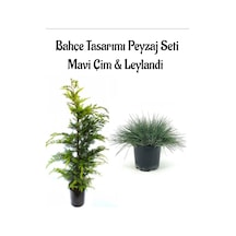 Mavi Çim 1 Adet Saksılı 10-20cm +leylandi Çam 30-60cm 1adet Bahçe Seti