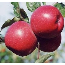 3 Yaş. Aşılı Elma Fidanı Fuji Zhen Aztec. Torbada
