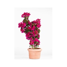 Videolu Pembe Renkli Begonvil Çiçeği 25 50 Cm 1 Adet Saksılı Bahçe Balkon Bitkisi Bougainvillea