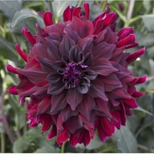 Kadife Kırmızı Yıldız Çiçeği Soğanı Dahlia 2 Adet