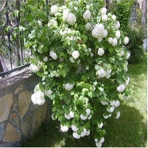 Kartopu Çiçeği Fidanı 25-45 Cm, Beyaz Çiçekli